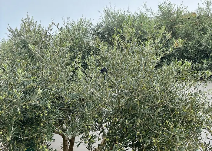 Silver Novigrad With Private Pool * Novigrad Istria