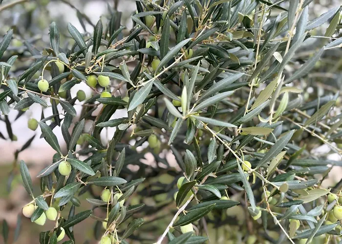 Βίλα Silver Novigrad With Private Pool