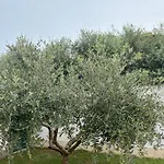 Silver Novigrad With Private Pool * Novigrad Istria