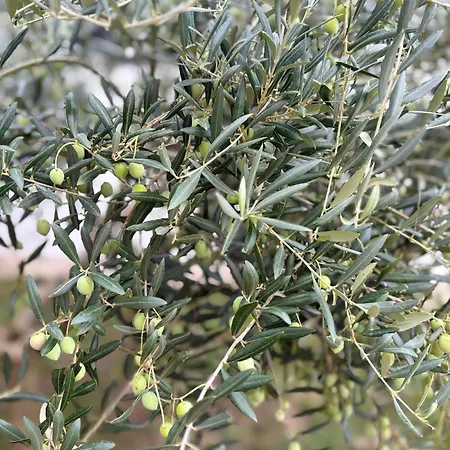 Villa Silver Novigrad With Private Pool